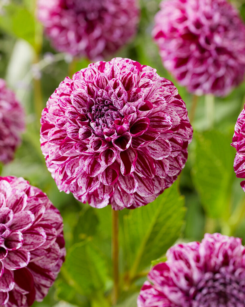 Dahlia Pompon Marble Ball 1-pakning